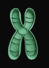 Cromosomas Cortador de Galletas